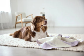 Stripe Lila