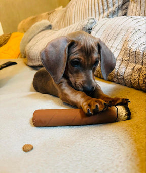 Cigar