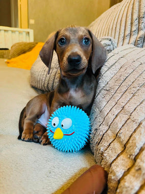 Lucky bird blue