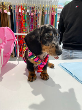 Laavida Neon Pink Harness