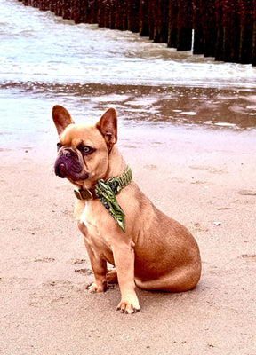 Collier d'olive Lilly