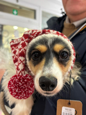 Christmas snowflake dog hat