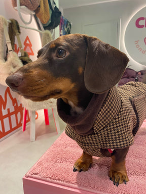 Brooklyn Houndstooth – Dackel-Edition