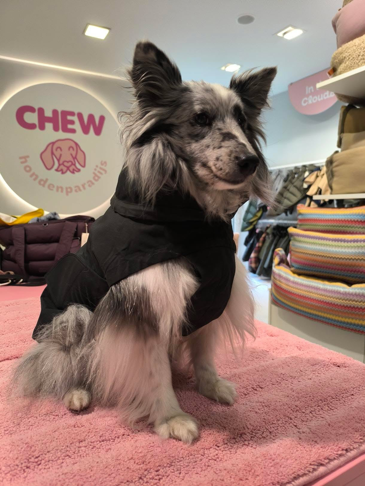 Armoif de chien Dublin Slate