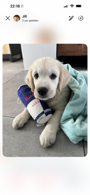Red Bull Dog