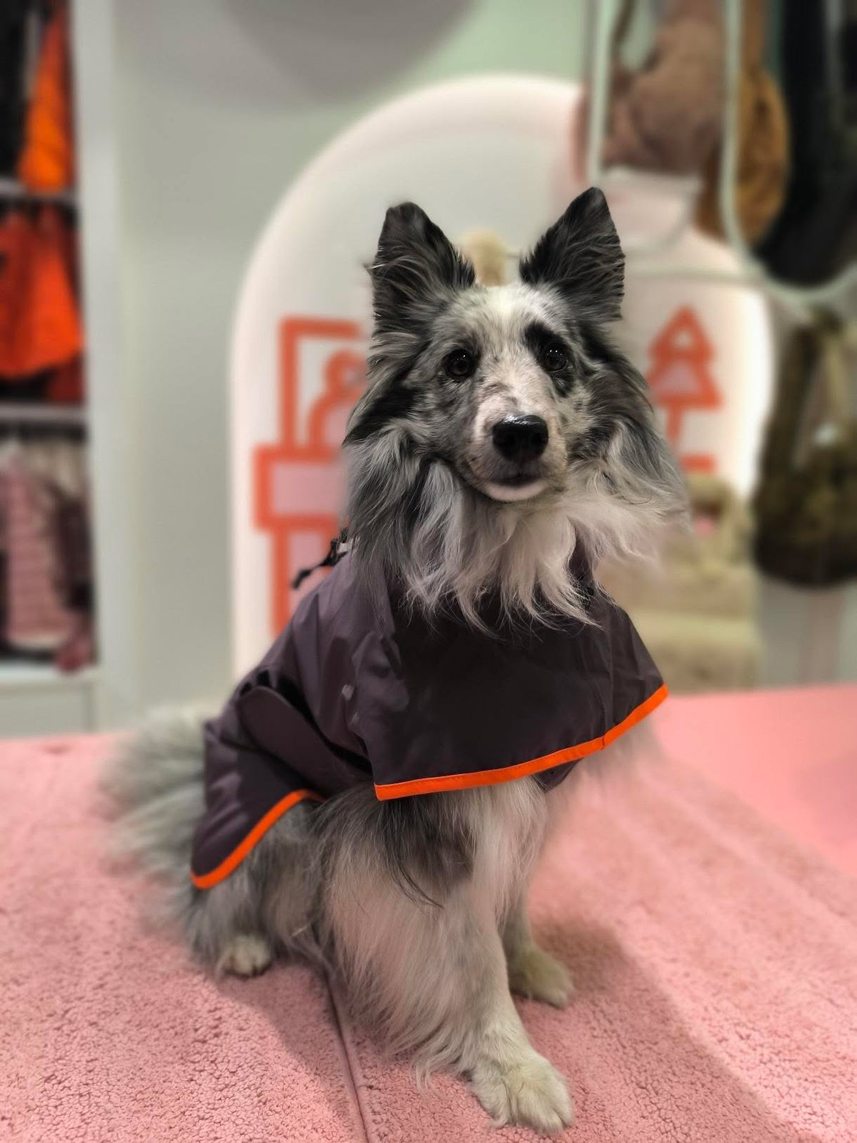 Dog Raincoat aubergine