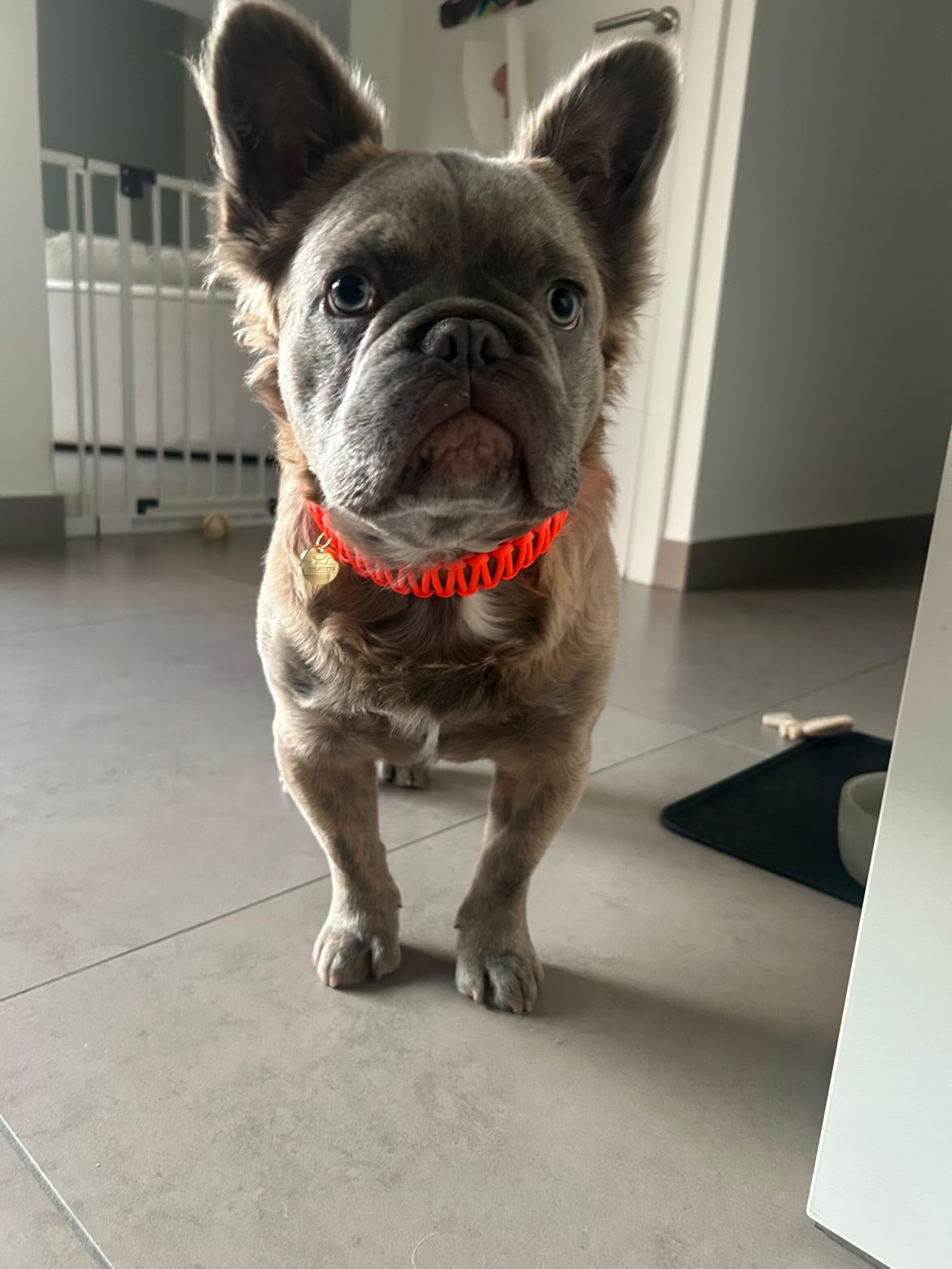 Neon Orange Classic collar - Cognac Biothane