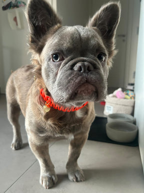 Neon Orange Classic collar - Cognac Biothane
