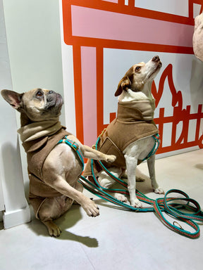 Flannel Beige - French Bulldog Special