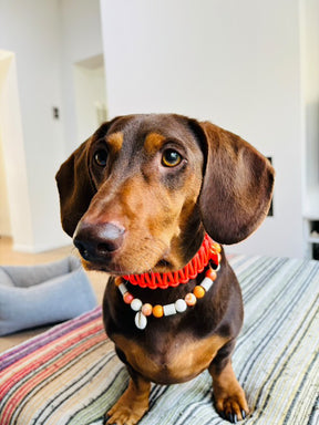 Neon orange Classic halsband - cognac biothane