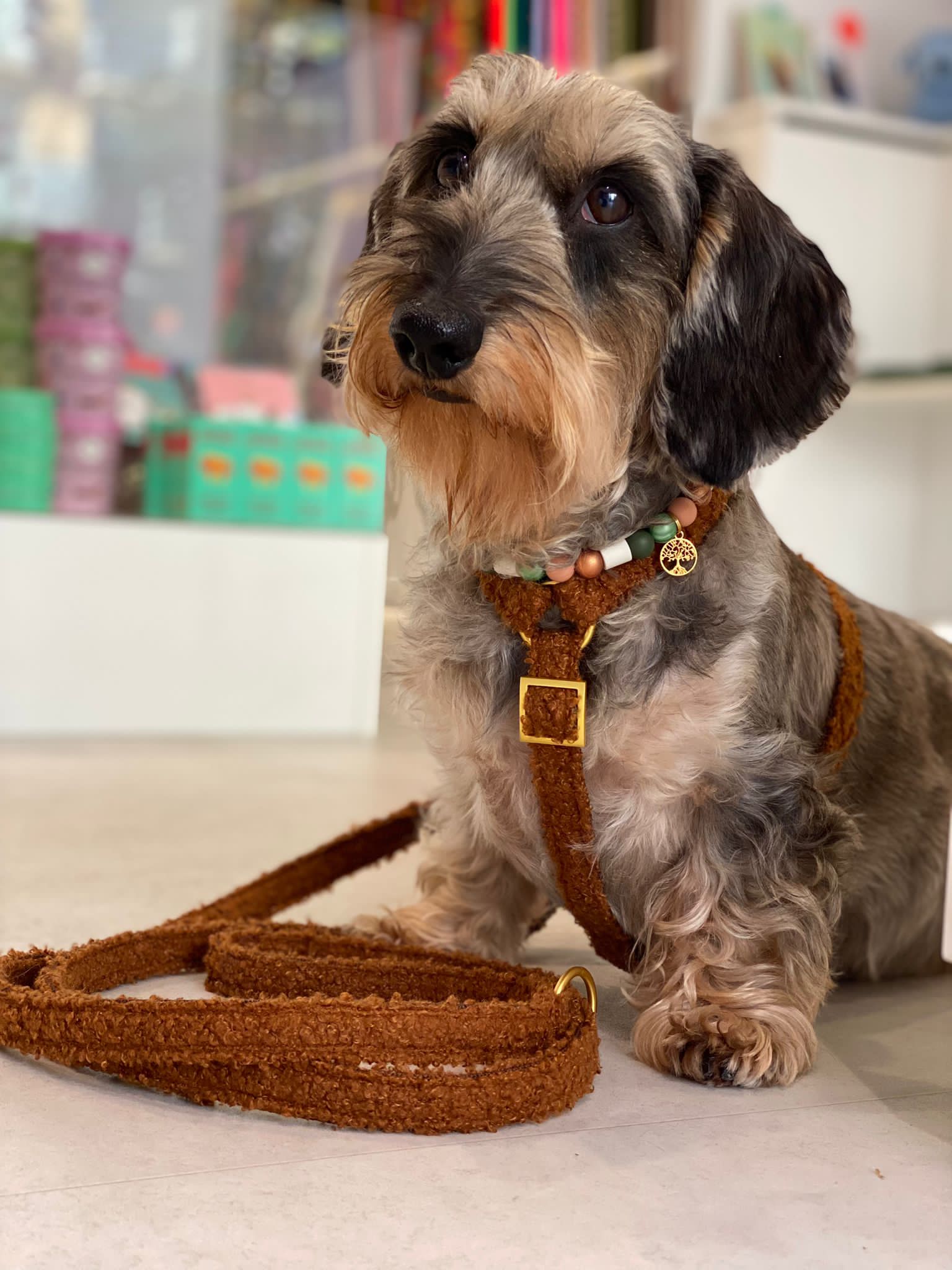 Teddy cinnamon harness