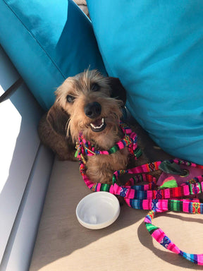 Laavida Neon Pink Harness