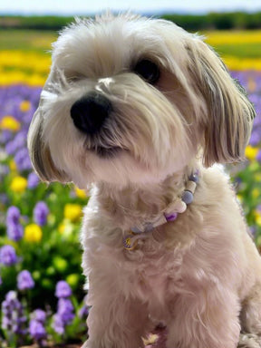 Collection de fleurs - collier de l'île violette