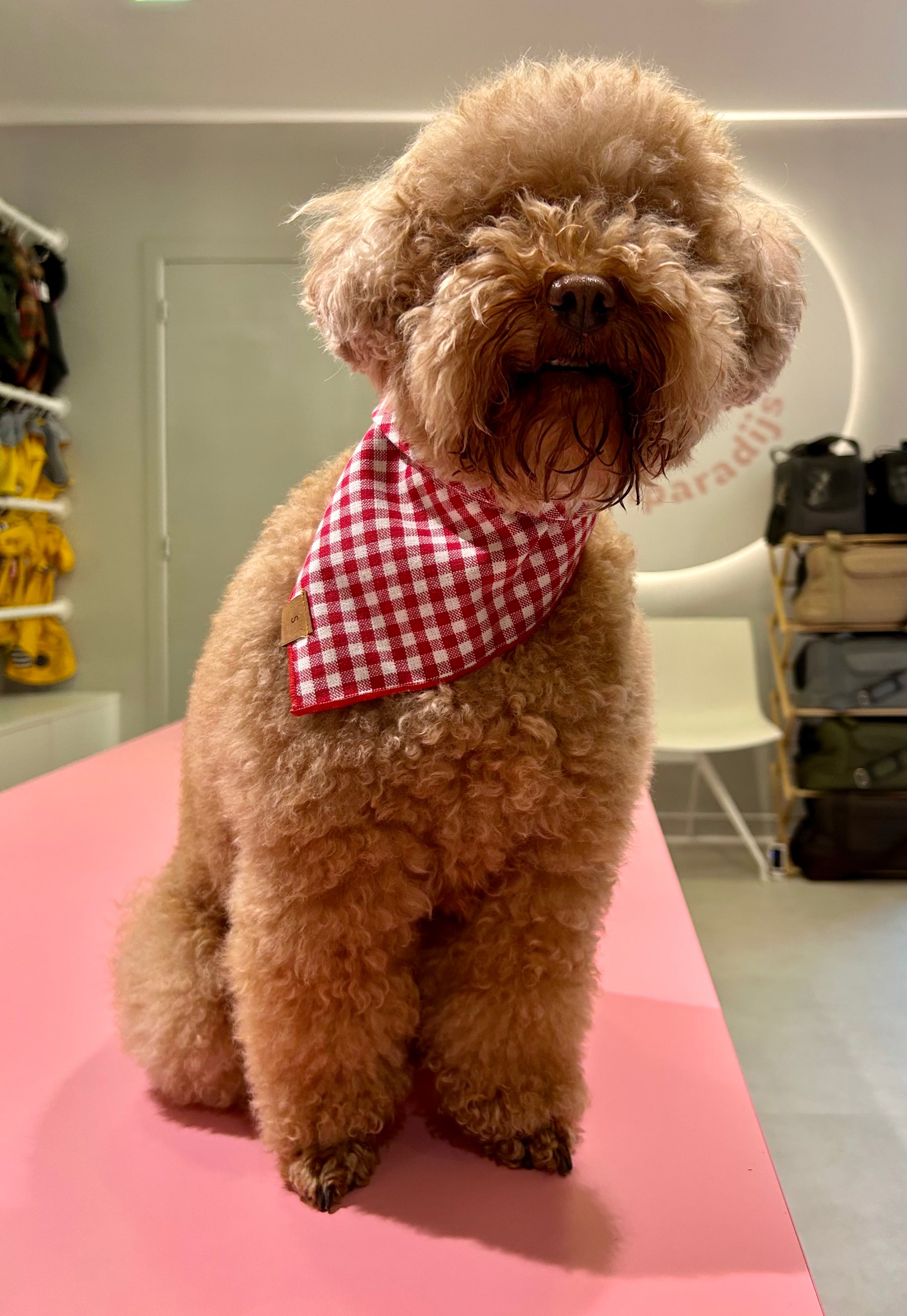Gingham red bandana