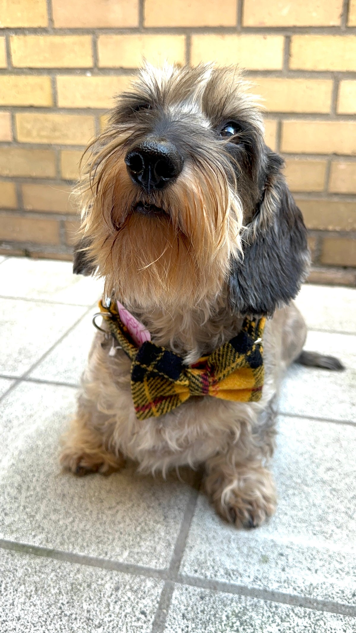 Tweed tartan yellow black halsband