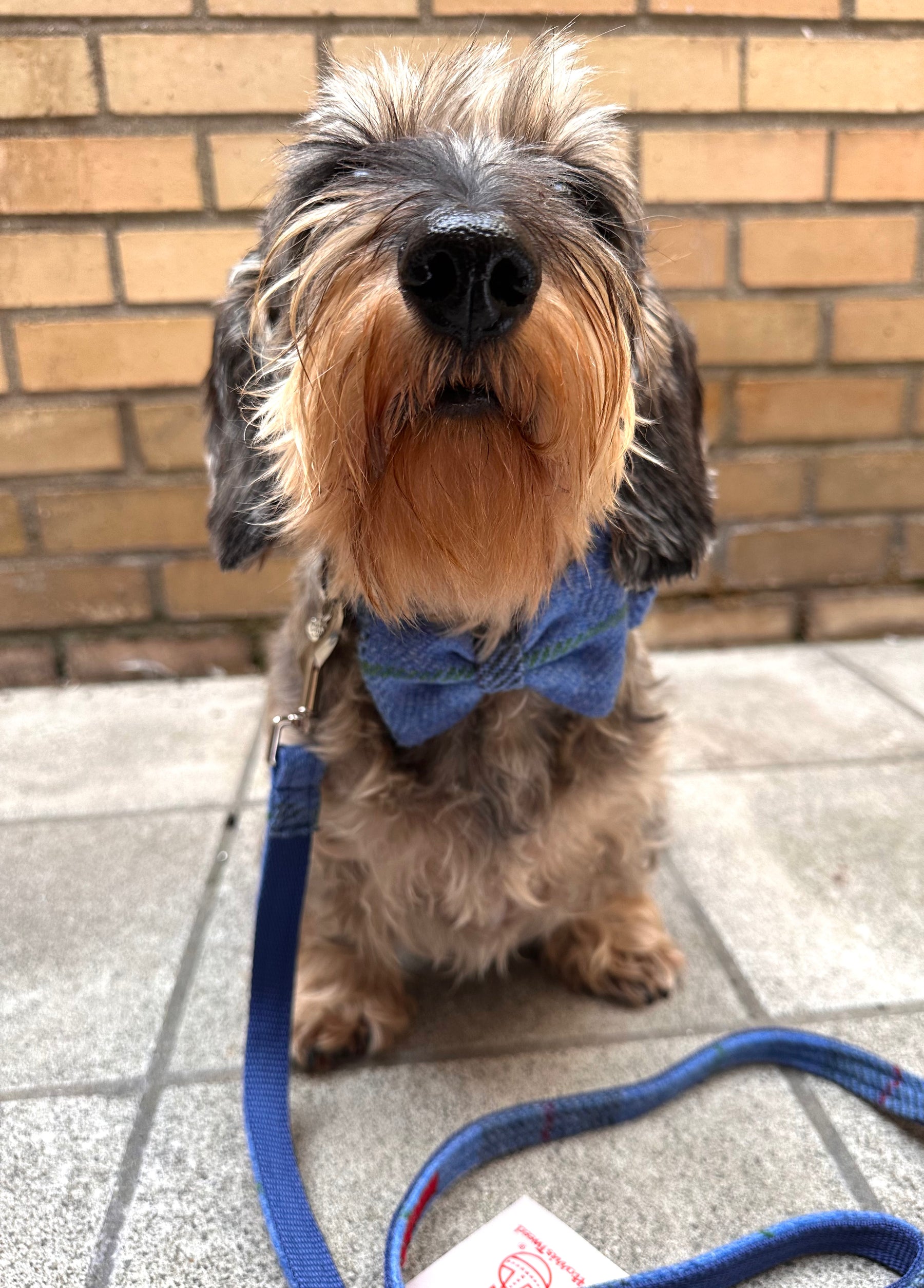 Ensemble tartan bleu en tweed