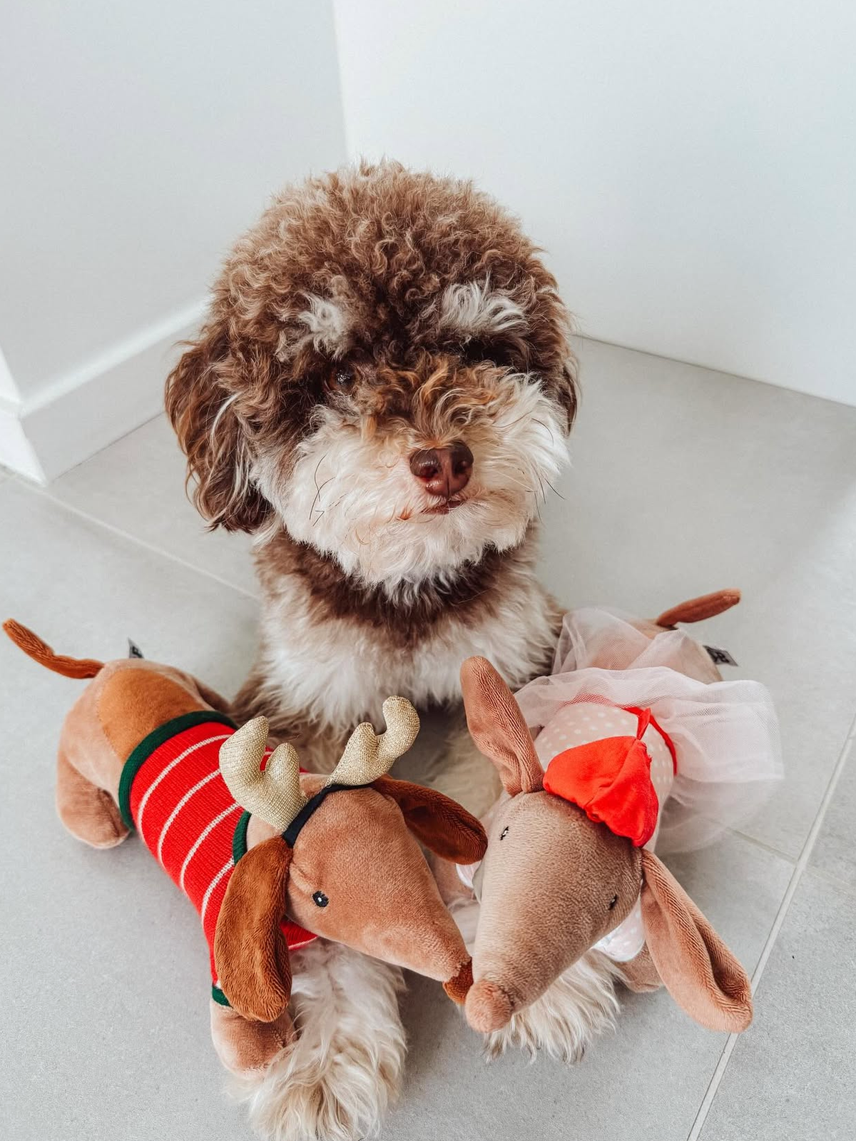 Teckel Santa's best friend