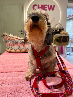 Bohemian Burgunderharnas