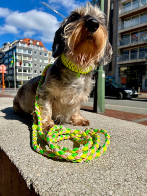 Flower Collection - Neon Daisy Halsband