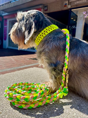 Flower Collection - Neon Daisy Halsband