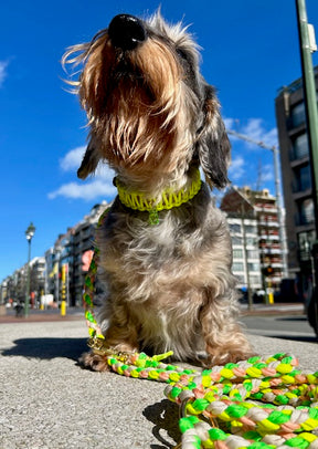 Flower Collection - Neon Daisy Halsband