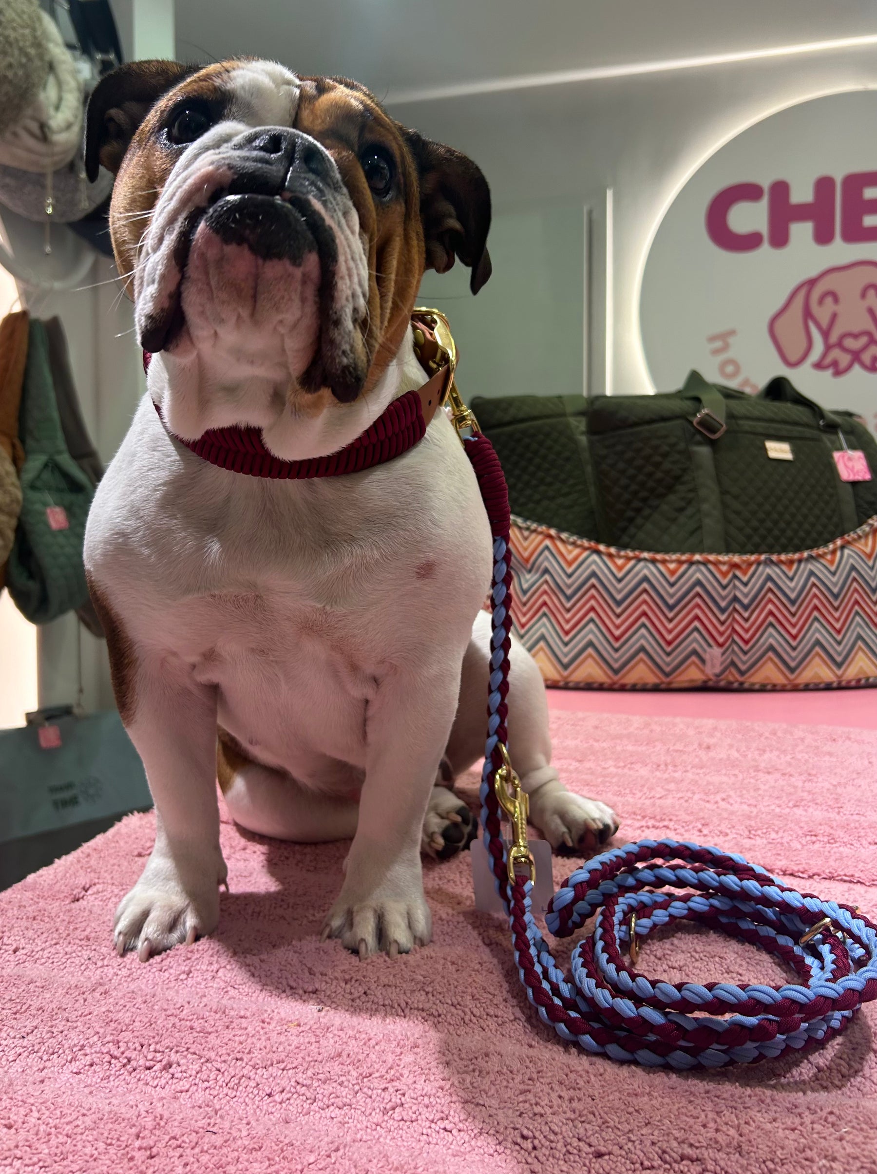 Burgund trifft auf Blue Leash