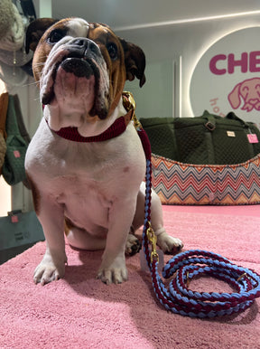 Burgund trifft auf Blue Leash