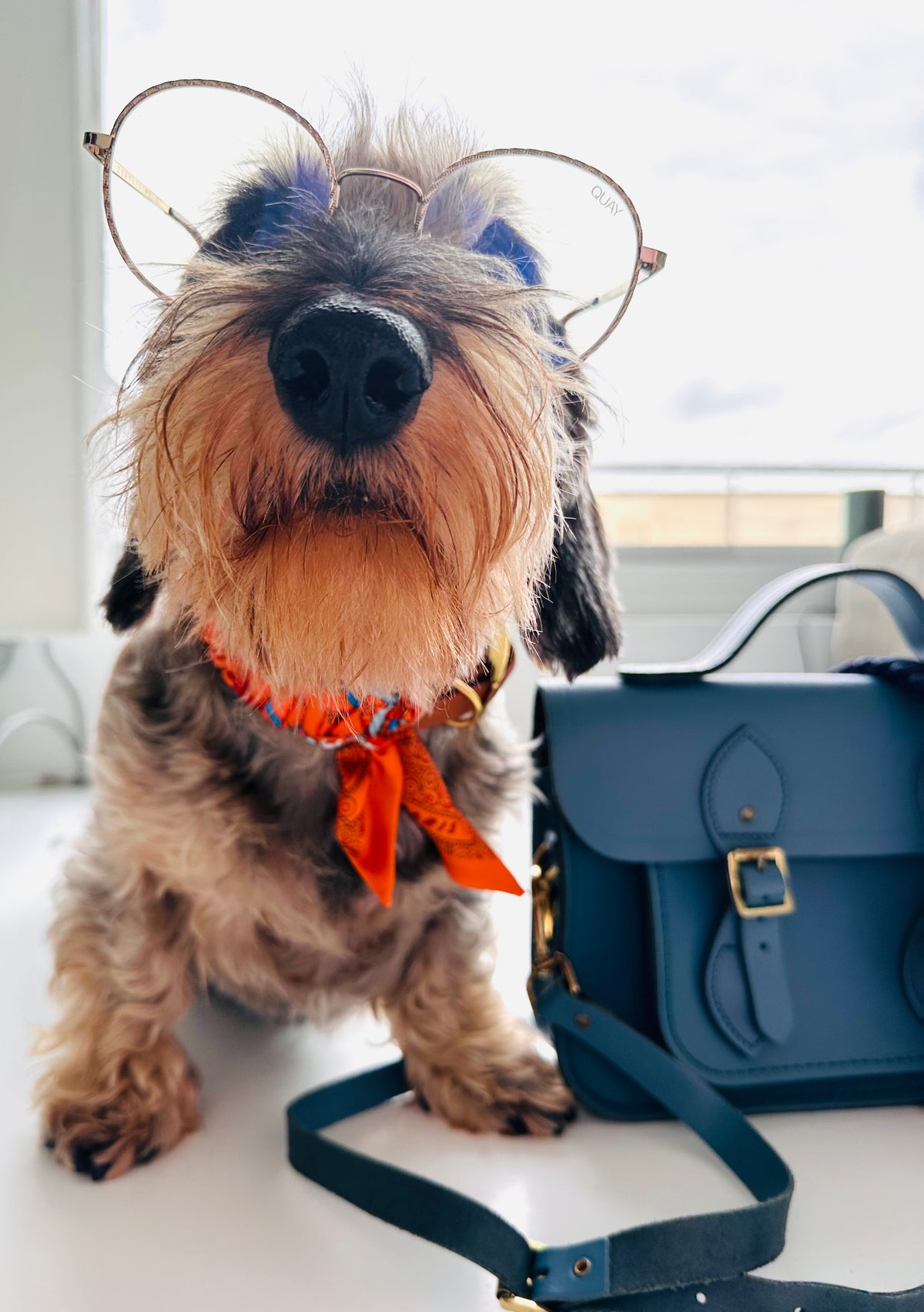 Lilly Apawrol halsband