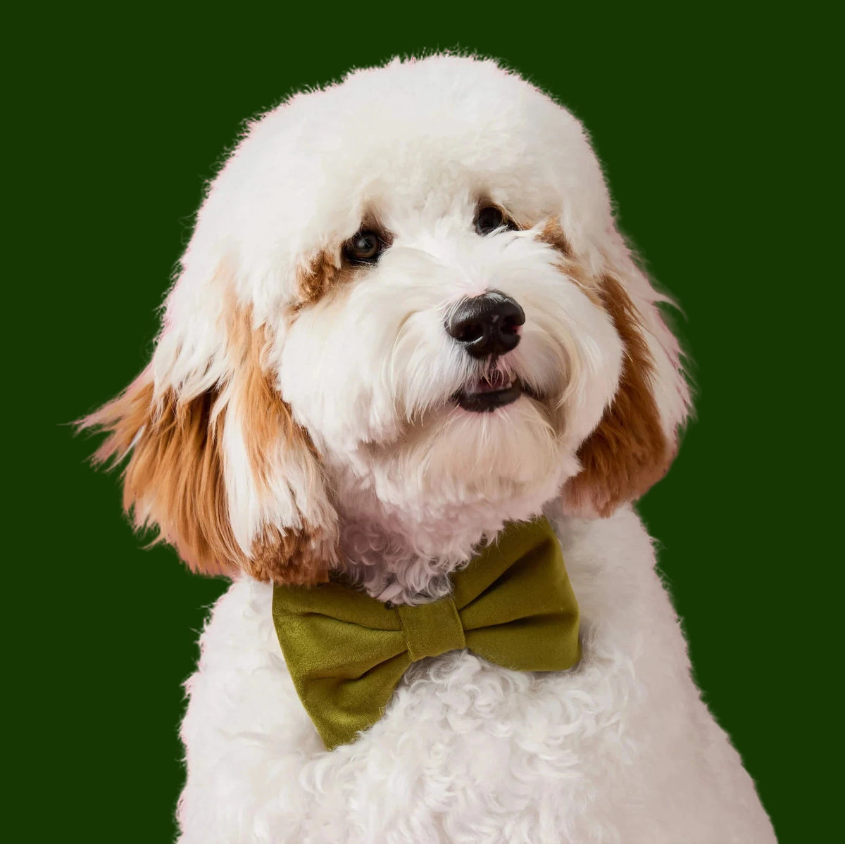 Olivenletter -Streik