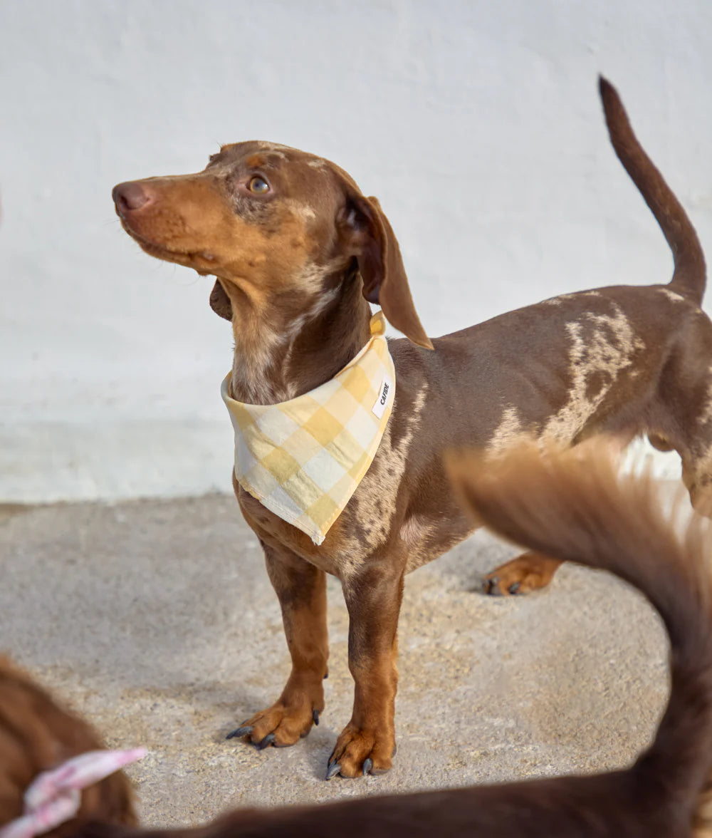 Bandana Gingham yellow