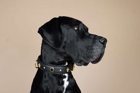 Jaguar collar