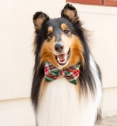 Holly Jolly Bow