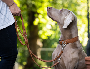 Leather leash 2m Cognac