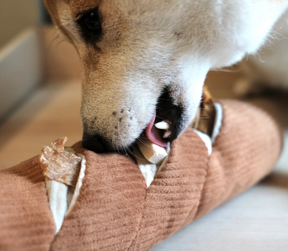 Life of a Baguette Toy