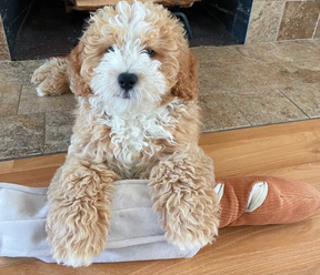 Life of a Baguette Toy