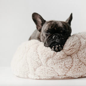 Snuggle dog bed