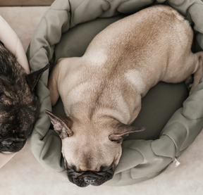 Snuggle dog bed