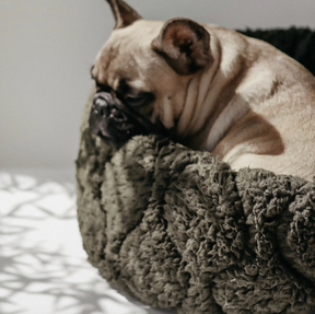Snuggle dog bed