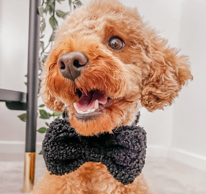 Gentlemen Bow Tedy Black