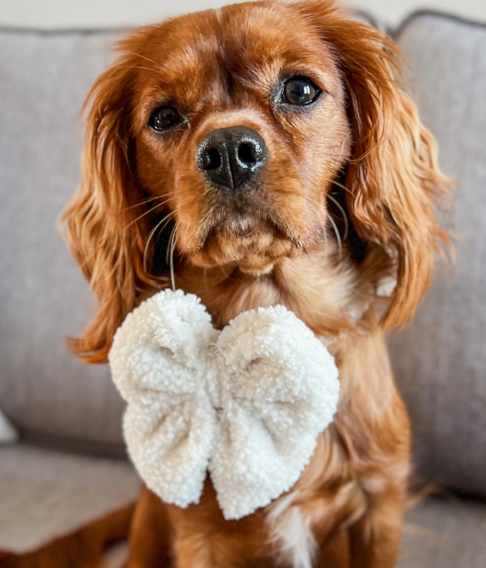 Lady Bow Teddy White