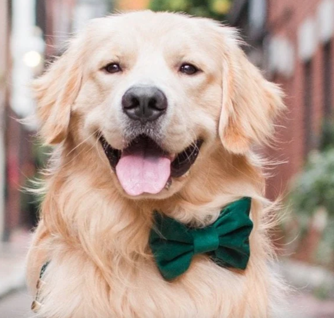 Grüner Samt -Streik