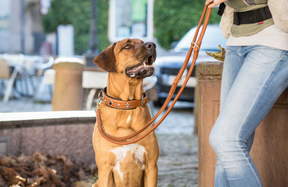 Leather leash 2m Cognac