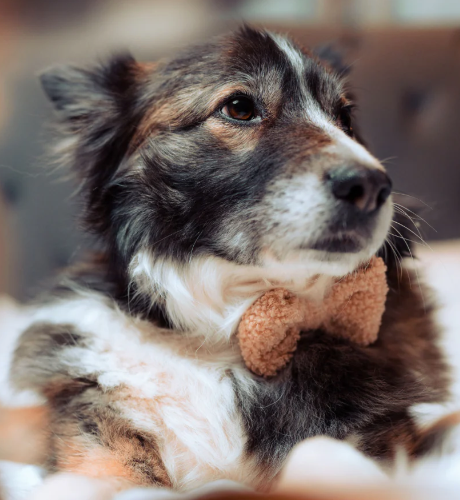 Cannella per orsacchiotti di Gentlemen Bow