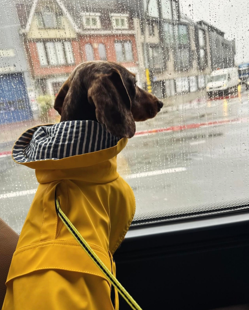 Regenjas geel 2.0 - Teckel