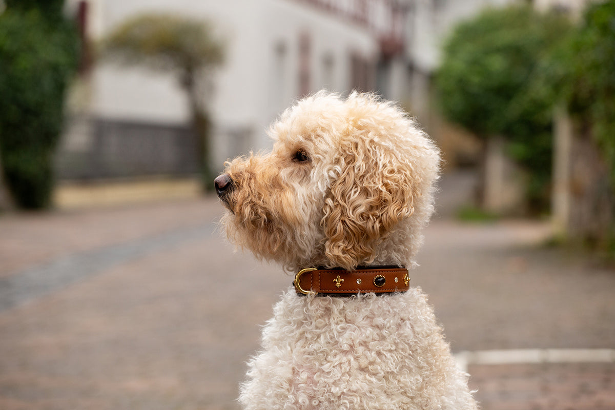 Collar scozzese