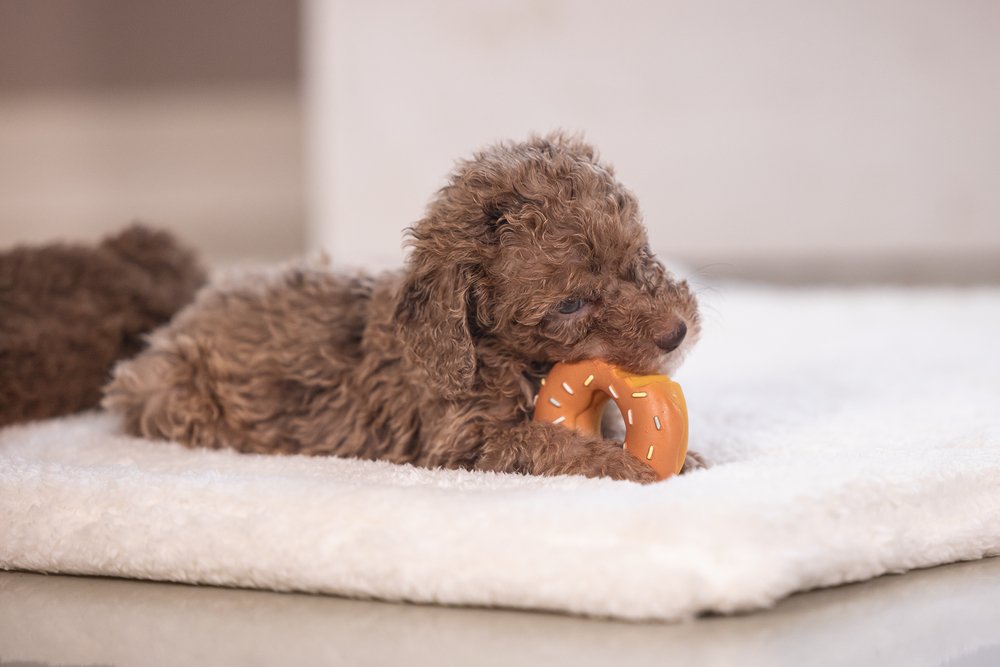 Njam jam donut latex