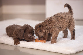 Njam jam donut latex