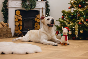 Christmas Lama
