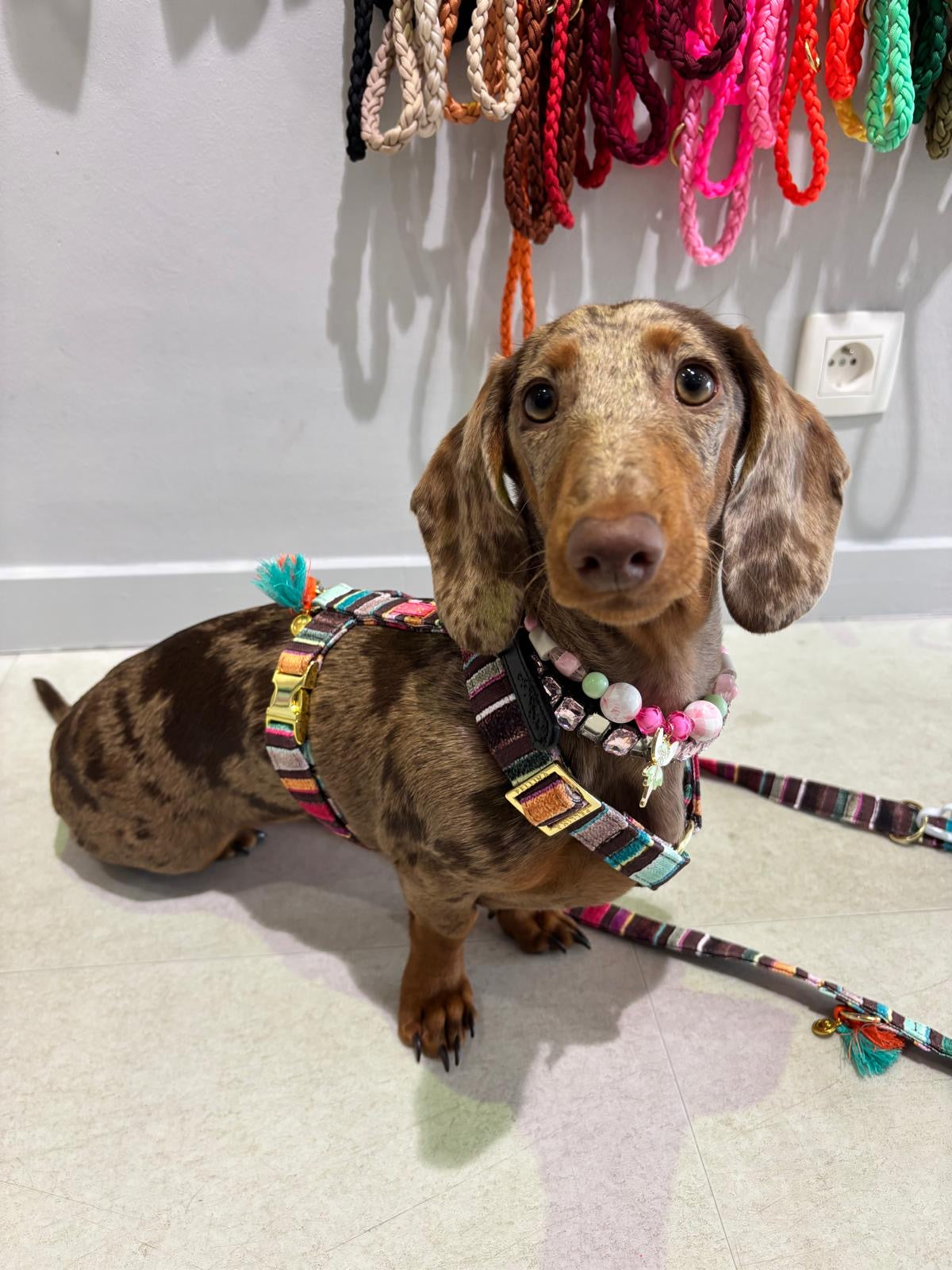 Rainbow Cocoa harness