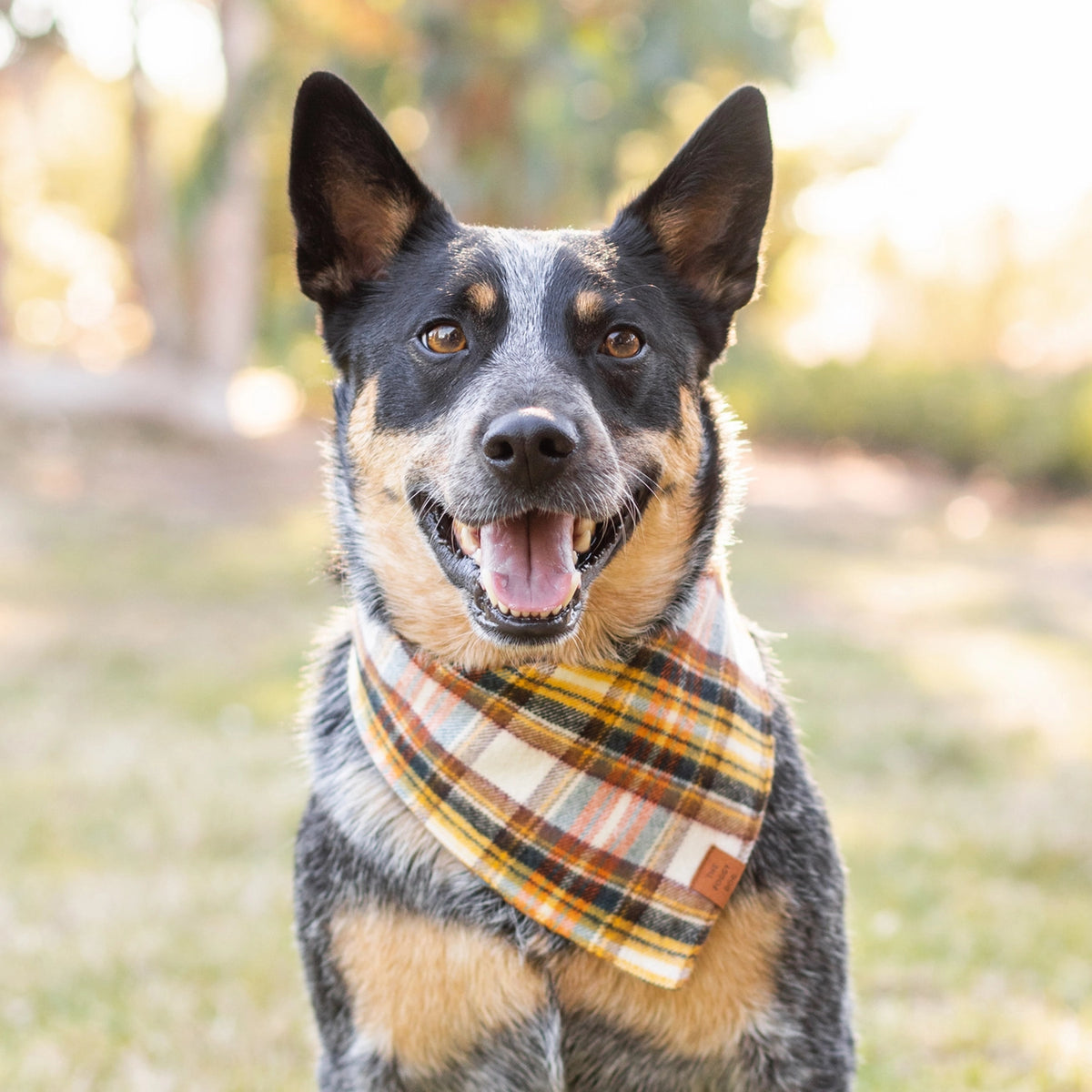 Cornucopia flannel bandana